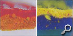 Fluorescenza Microscopica