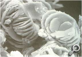 Microscopia Elettronica a Scansione